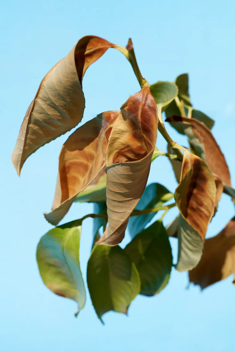Héliographie Juillet 2026