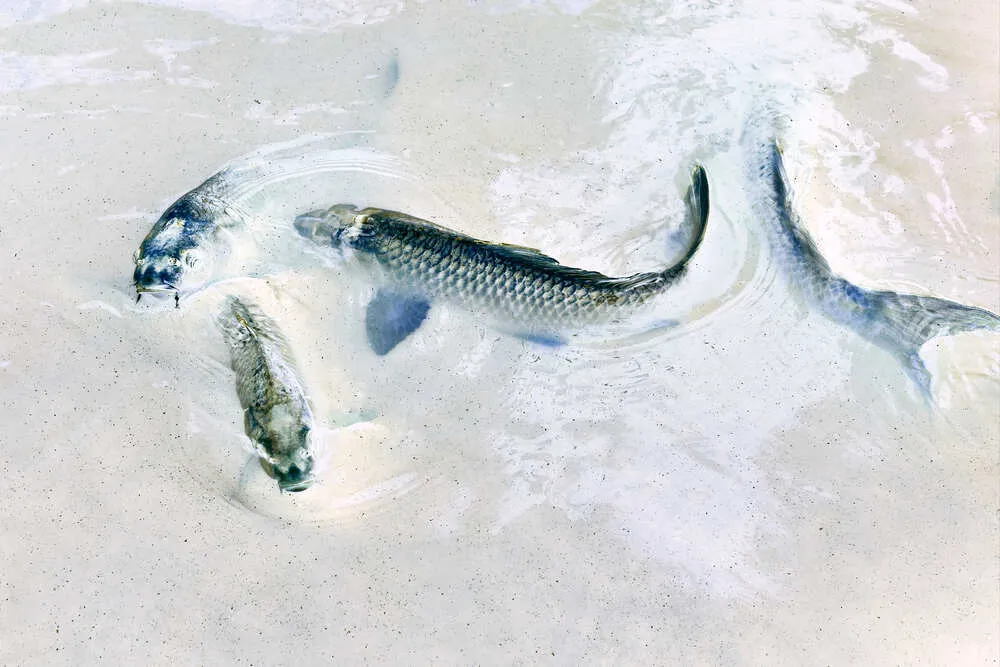 L'hypoxie des carpes